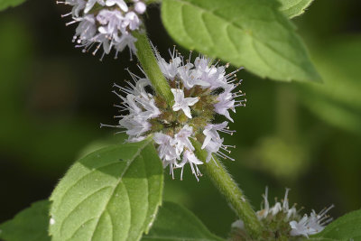 Menthe du Canada - American wild mint - Mentha canadensis - Lamiaces