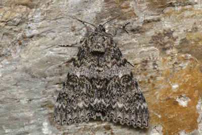 Likene semirelecta - semirelect underwing - Catocala semirelicta - Erebids - (8821)