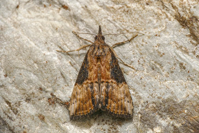 Noctuelle des lgumineuses - Green Cloverworm - Hypena scabra - Erebids - (8465)