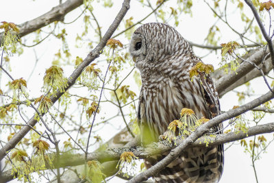 Chouette rayée - Barred Owl - Strix varia - Strigidés