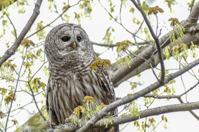 Chouette rayée - Barred Owl - Strix varia - Strigidés