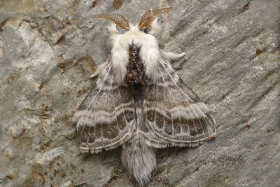 Lasiocampe  paulettes - Large Tolype Moth - Tolype velleda - Lasiocampids - (7670)