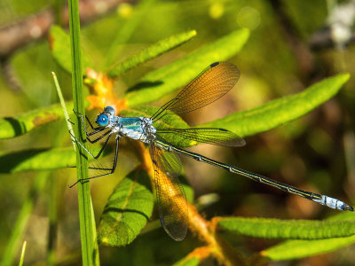 Leste flamboyant - Amber-winged spreadwing - Lestes eurinus 