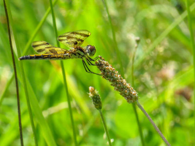 Clithme gante - Halloween pennant - Celithemis eponina