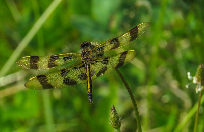 Clithme gante - Halloween pennant - Celithemis eponina