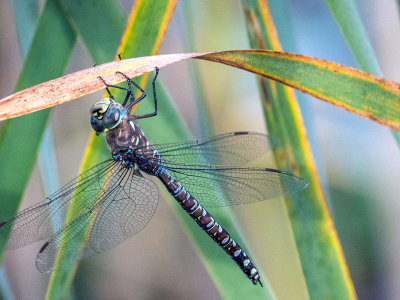 Aschne domino - Variable darner - Æshna interrupta