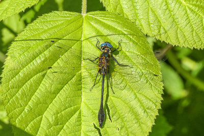 Cordulie écorcée - Racket-tailed emerald - Dorocordulia libera
