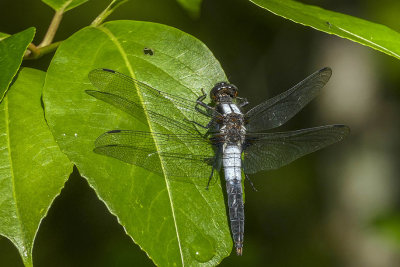 La Julienne - Chalk-fronted -  Corporal Ladona julia