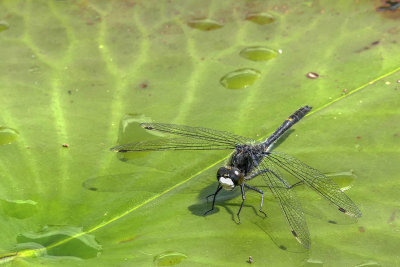 Leucorrhine mouchete - Dot-tailed whiteface - Leucorrhinia intacta