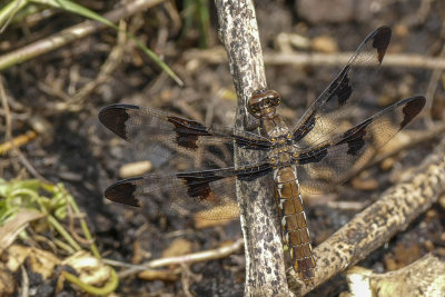 La Lydienne - Common skimmer - Plathemis lydia - (femelle)