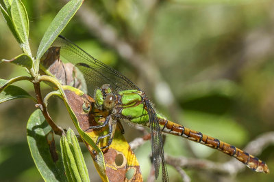 L'ophiogomphe rousstre - Rusty snaketail - Ophiogomphus rupinsulensis
