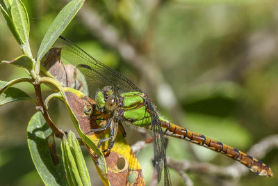L'ophiogomphe roussâtre - Rusty snaketail - Ophiogomphus rupinsulensis