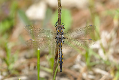 Épithèque canine - Beaverpond Basketttail - Epitheca canis