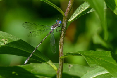 Leste tardif - Spotted Spreadwing - Lestes congener