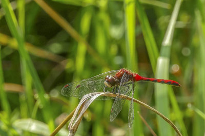 Symptrum claireur - White-faced Meadowhawk - Sympetrum obtrusum