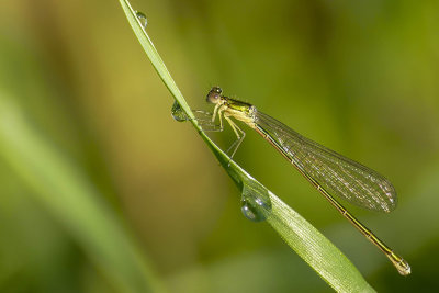 Déesse paisible - Sedge Sprite - Nehalennia irene