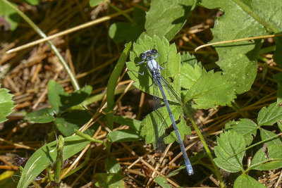 Agrion vertical - Eastern Forktail - Ischnura verticalis - (femelle)