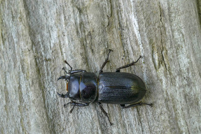 Grande Lucane - Stag Beetle - Dorcus parallelus - Lucanidés