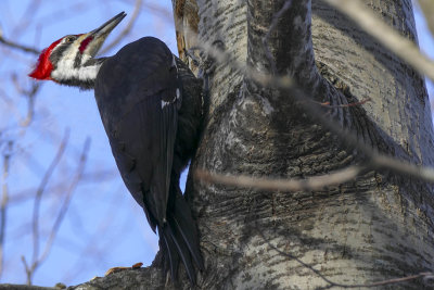 Grand Pic - Pileated woodpecker - Hylatomus pileatus - Picids 