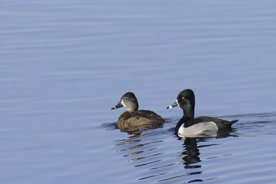 Fuligule  collier - Ring-necked duck - Aythya collaris - Anatids  