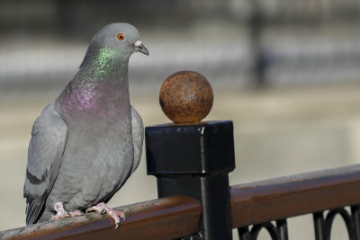 Pigeon biset - Rock dove - Columba livia - Columbids