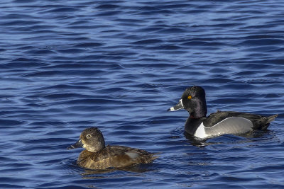 Fuligule  collier - Ring-necked duck - Aythya collaris - Anatids 