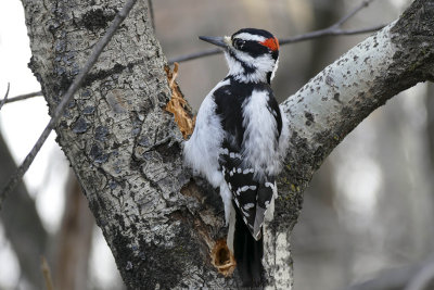 Pic chevelu - Hairy woodpecker - Picoides villosus - Picids