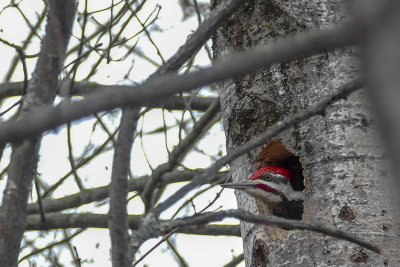 Grand Pic - Pileated woodpecker - Hylatomus pileatus - Picids