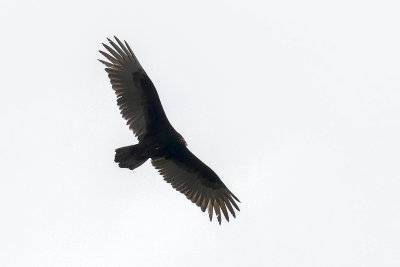 Urubu  tte rouge - Turkey vulture - Cathartes aura - Cathartids