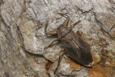 Léthocère d'Amérique - Giant Water Bug - Lethocerus americanus - Belostomatidés