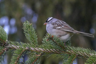 Bruant  couronne blanche - White-crowned sparrow - Zonotrichia leucophrys