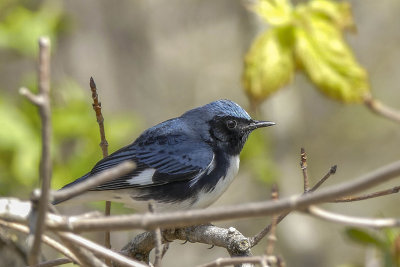 Paruline bleue - Black-throated blue warbler - Setophaga caerulescens - Parulids