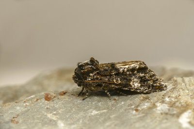 Grote's Sallow - Copivaleria grotei - Noctuids - (10021)