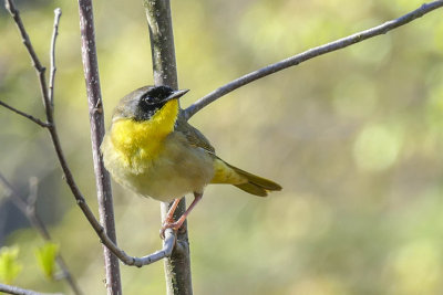 Paruline masque - Common yellowthroat - Geothlypis trichas - Parulids