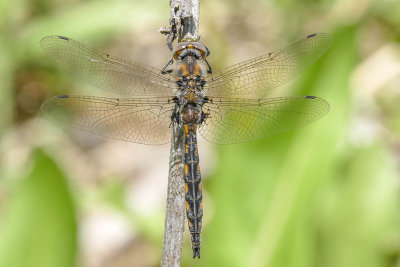 Épithèque canine - Beaverpond Basketttail - Epitheca canis