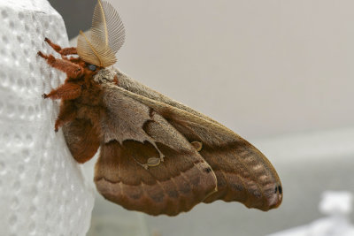 Polyphne d'Amrique - Polyphemus moth - Antheraea polyphemus - Saturnids (7757) 