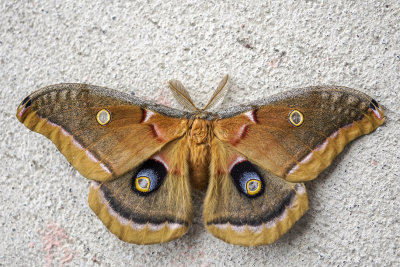 Polyphne d'Amrique - Polyphemus moth - Antheraea polyphemus - Saturnids (7757) 