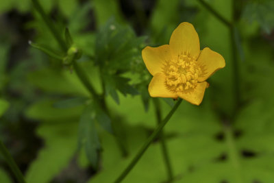 Renoncule rampante - Creeping buttercup - Ranunculus repens - Ranunculaces