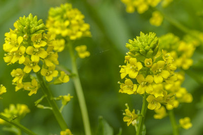 Barbare vulgaire - Yellow rocket - Barbarea vulgaris - Brassicaces