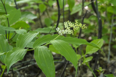 Smilacine  grappes - Large False Solomon's Seal - Maianthemum racemosum - Asparagaces