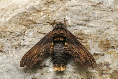 Sphinx d'Abbott - Abbott's Sphinx - Sphecodina abbottii - Sphingids - (7870)