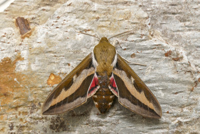 Sphinx du gaillet - Galium Sphinx - Hyles gallii - Sphingidés - (7893)
