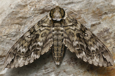 Sphinx ondul - Waved sphinx - Ceratomia undulosa - Sphingids - (7787) 