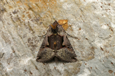 Large Looper - Autographa ampla - Noctuids - (8923)