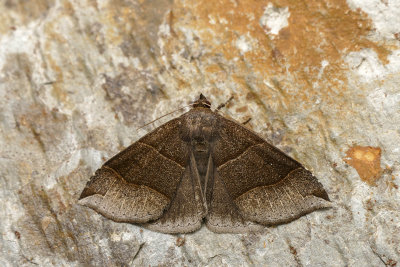 Fausse-arpenteuse de l'rable - Maple looper moth - Parallelia bistriaris - Erebids -  (8727)
