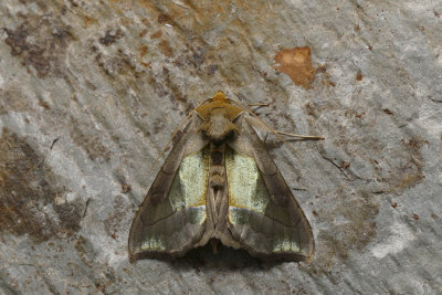 Hologram Moth (Aka Green-patched Looper Moth) - Diachrysia balluca - Noctuids - (8897)