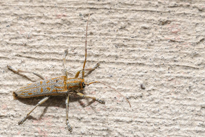 Saperde du peuplier - Poplar borer - Saperda calcarata - Cérambycidés