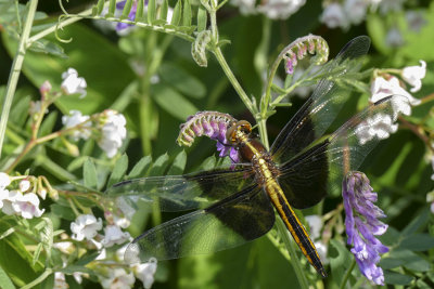 La Mélancolique - Widow skimmer - Libellula luctuosa