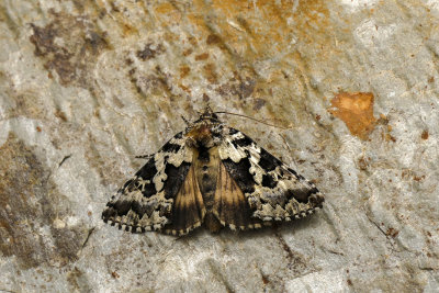 Salt-and-Pepper Looper - Syngrapha rectangula - Noctuids - (8942)