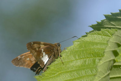 Hespérie à taches argentées - Silver-spotted Skipper - Epargyreus clarus - Hespéridés (3870)